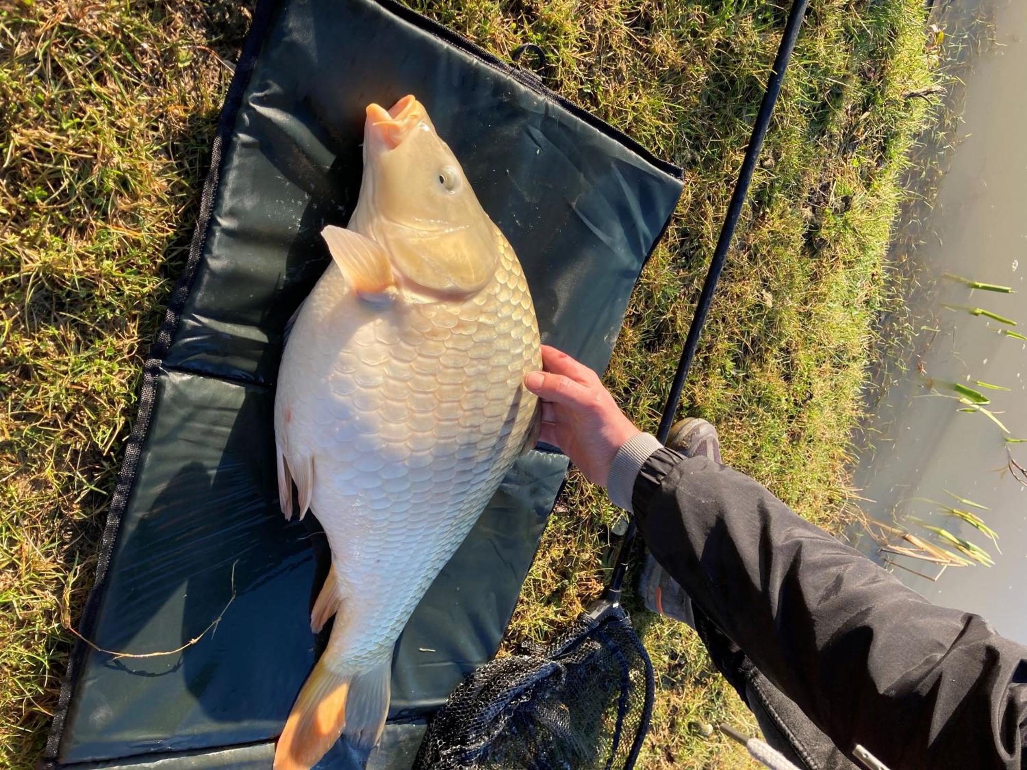 Snug & Secluded Lakeside Shepherds Hut 'Carp' อัคฟิลด์ ภายนอก รูปภาพ